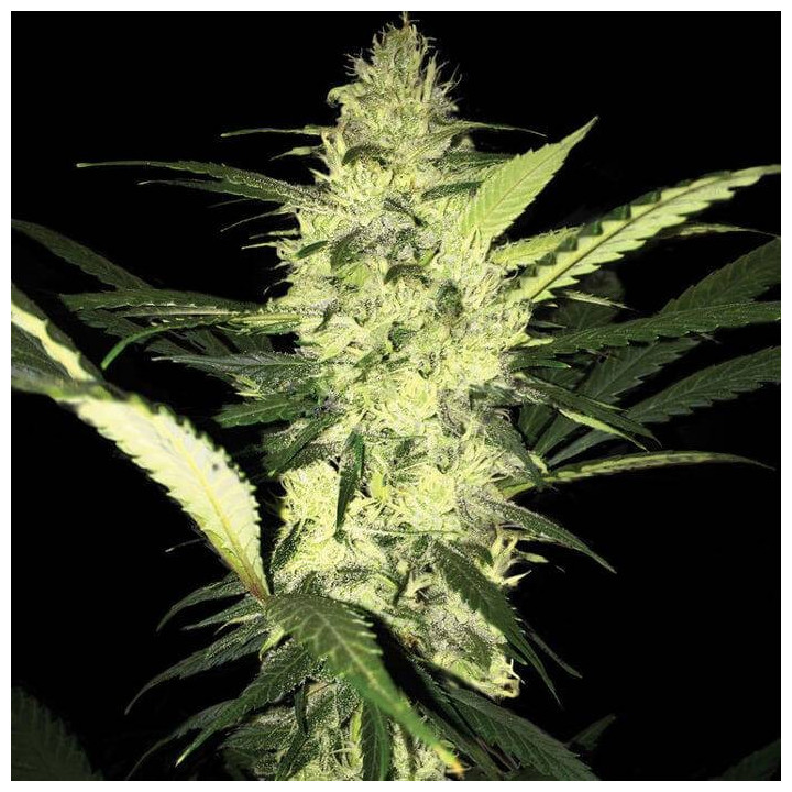 LA S.A.G.E. (TH Seeds)