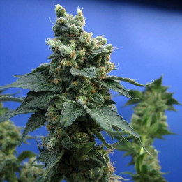 SAGE´N SOUR (TH Seeds)
