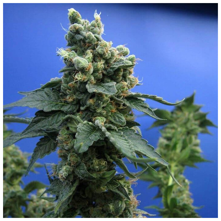 SAGE´N SOUR (TH Seeds)
