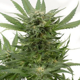 Sour Diesel Auto (Dinafem)