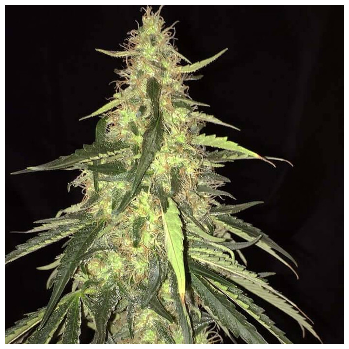 S.A.G.E. CBD (TH Seeds)