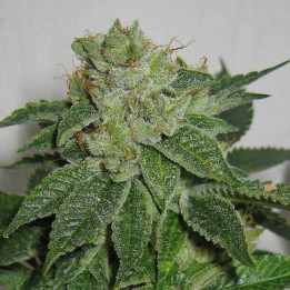 MK-Ultra Kush Regular (TH Seeds)