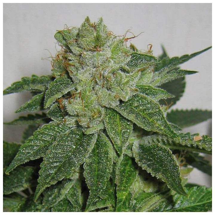 MK-Ultra Kush Regular (TH Seeds)