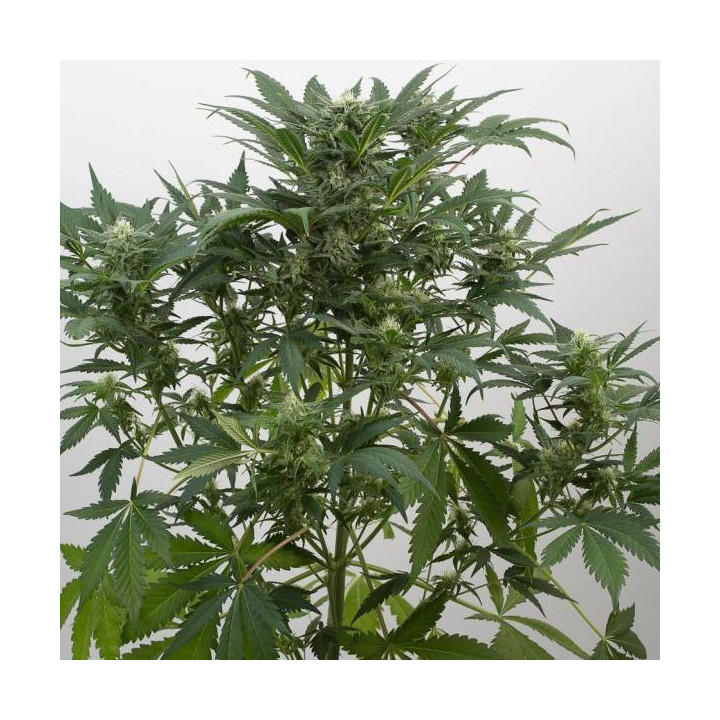 Dinamex Auto (Dinafem)