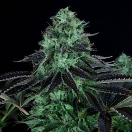Darkstar Kush Regular (TH Seeds)