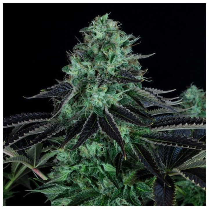 Darkstar Kush Regular (TH Seeds)