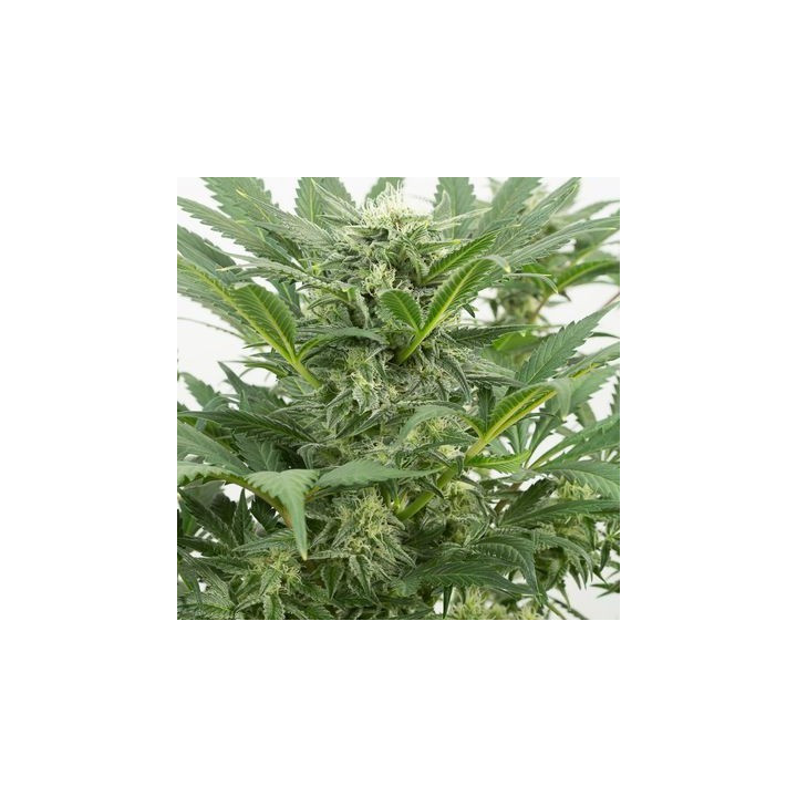 Dinamex Auto (Dinafem)