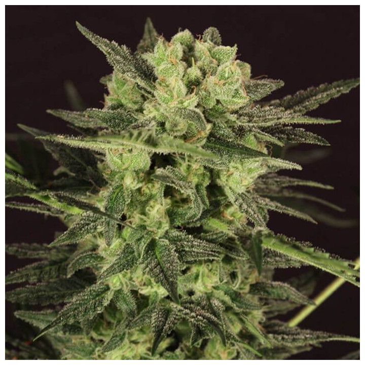 Auto MK-Ultra Kush (TH Seeds)