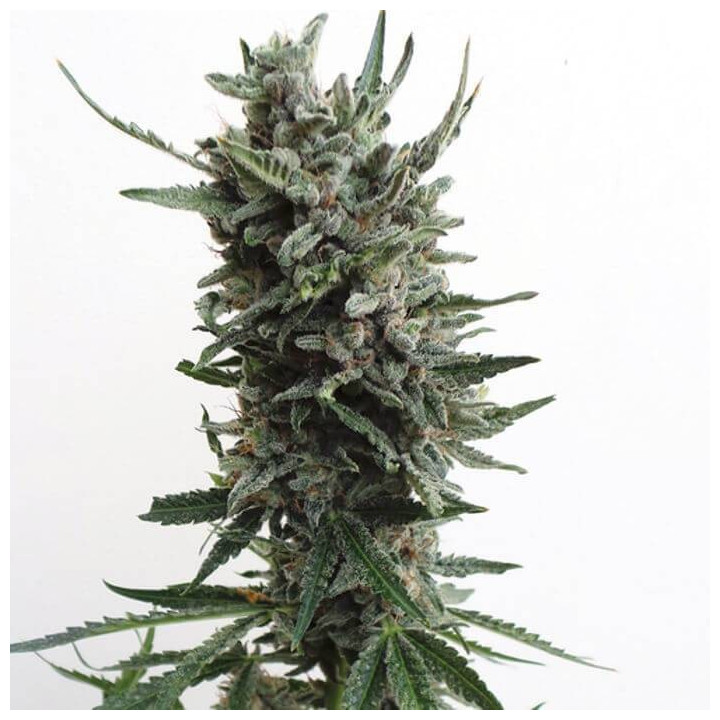 Auto Critical Hog (TH Seeds)