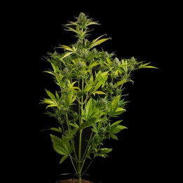 Kush ´N´Cheese Auto (Dinafem)