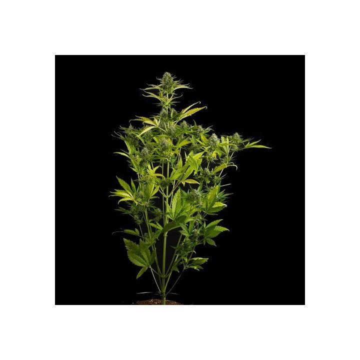 Kush ´N´Cheese Auto (Dinafem)