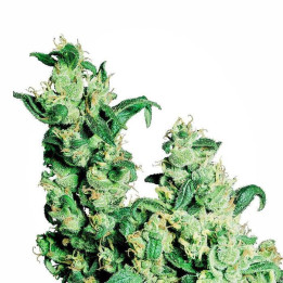 Jack Herer Regular (Sensi Seeds)