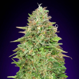 Critical Poison Fast Version (00 Seeds)