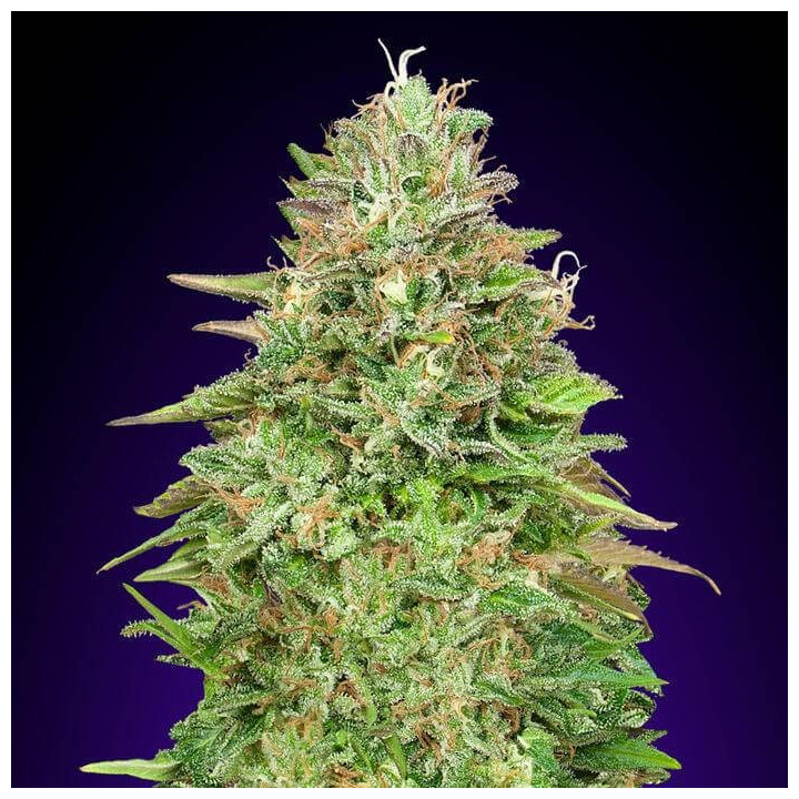 Critical Poison Fast Version (00 Seeds)
