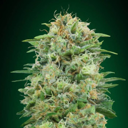 White Widow (00 Seeds)