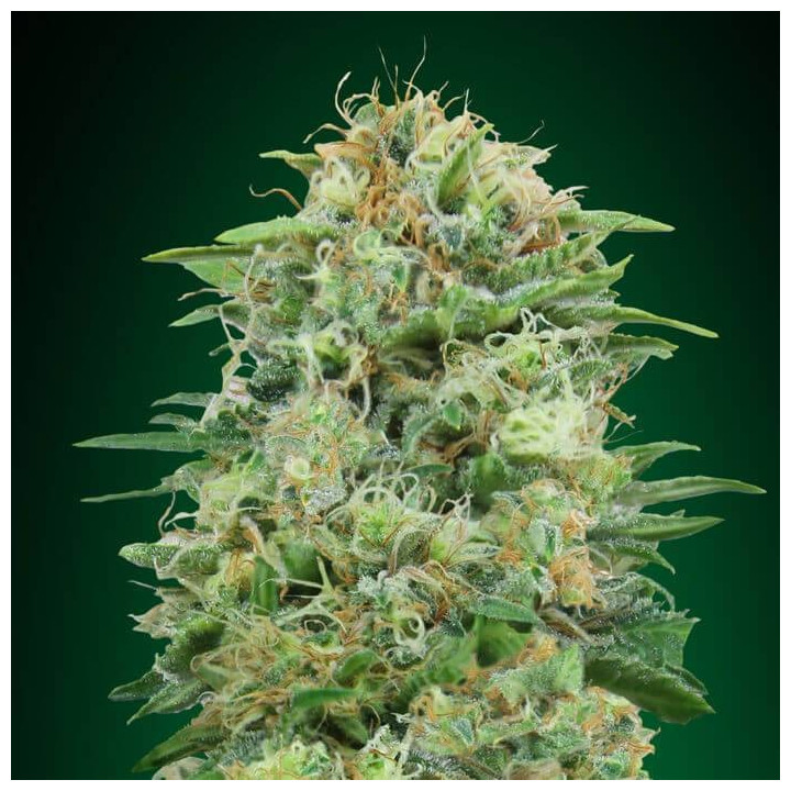 White Widow (00 Seeds)