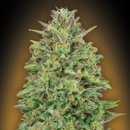 Female Collection 4 (00 Seeds)