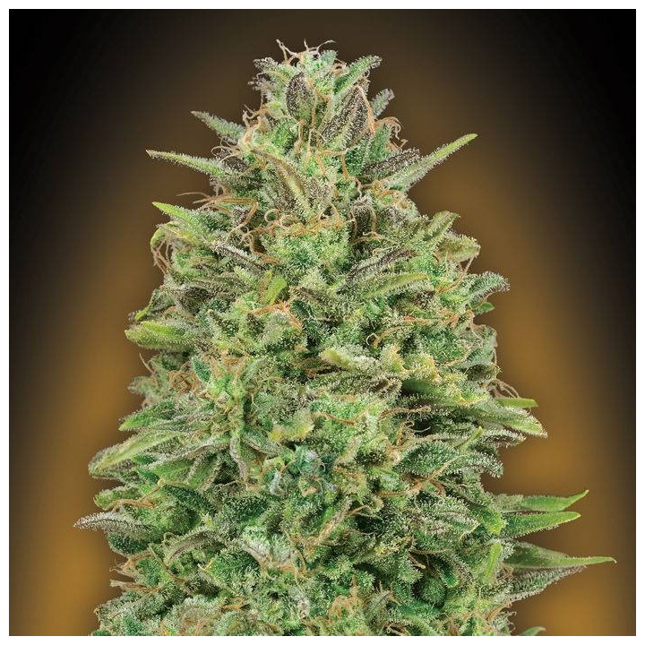 Female Collection 4 (00 Seeds)