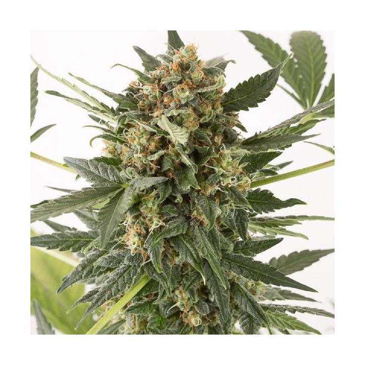 Kush ´N´Cheese Auto (Dinafem)