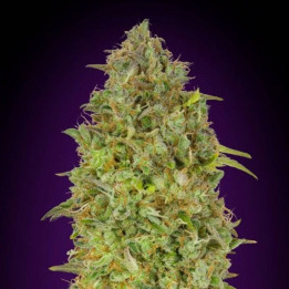 Skunk 47 (Advanced Seeds)