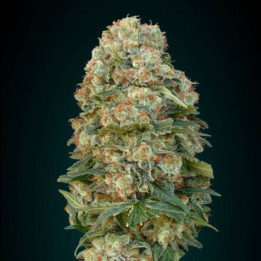 Female Mix (Advanced Seeds)
