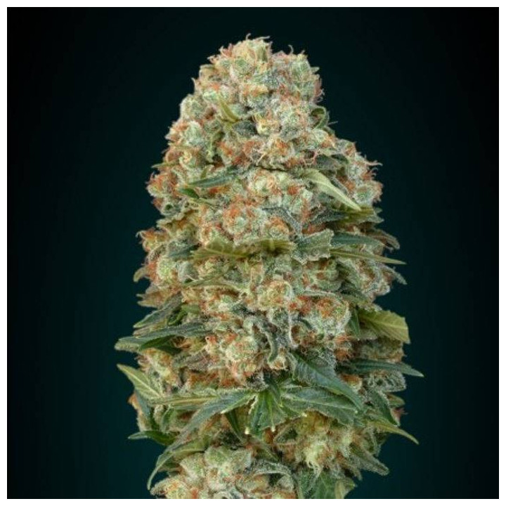 Female Mix (Advanced Seeds)