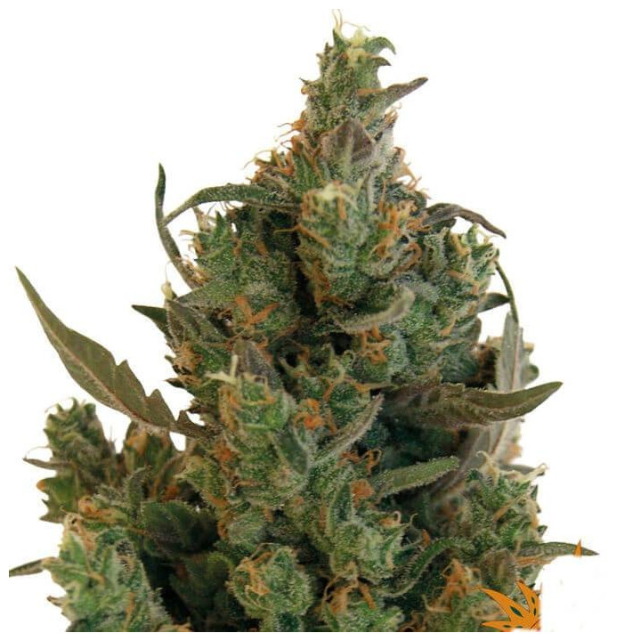 Blue Cheese (Barney´s Farm)