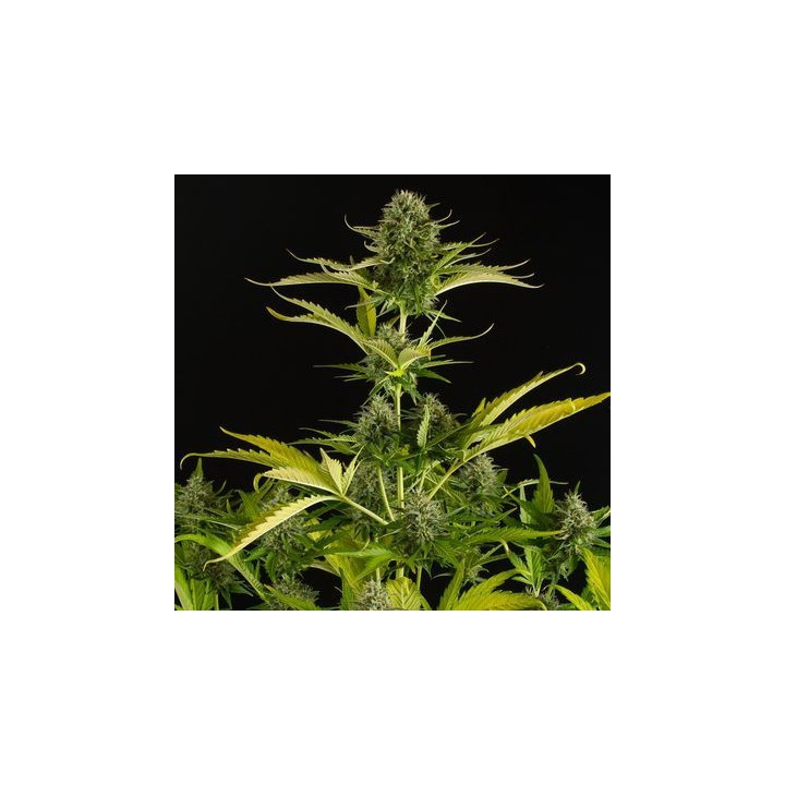 Kush ´N´Cheese Auto (Dinafem)