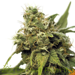 Utopia Haze (Barney´s Farm)