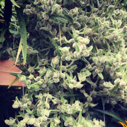 Dr Grinspoon (Barney´s Farm)
