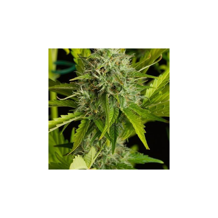 Kush ´N´Cheese Auto (Dinafem)