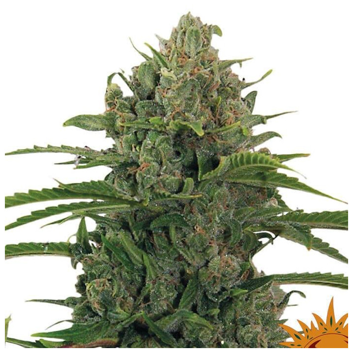 Critical Kush Auto (Barney´s Farm)