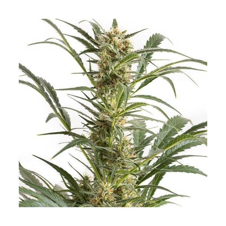 Amnesia XXL Auto (Dinafem)