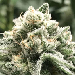 Sublimator (R-Kiem Seeds)