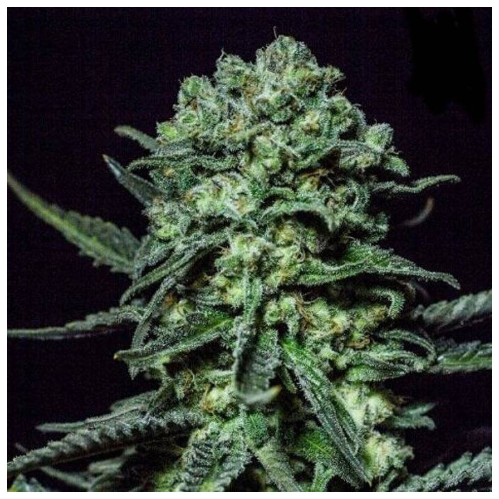 Muse (R-Kiem Seeds)