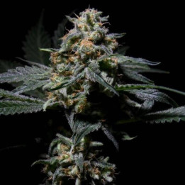 R-Kiem (R-Kiem Seeds)