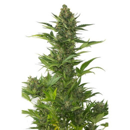 Amnesia XXL Auto (Dinafem)
