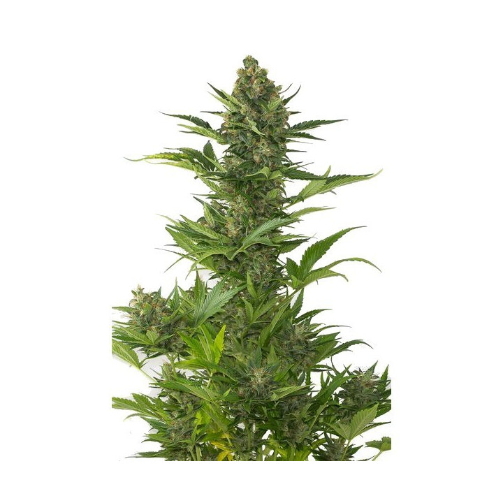 Amnesia XXL Auto (Dinafem)