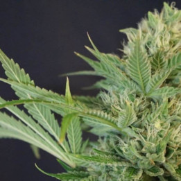Chemodo Dragon (Colorado Seed Inc)