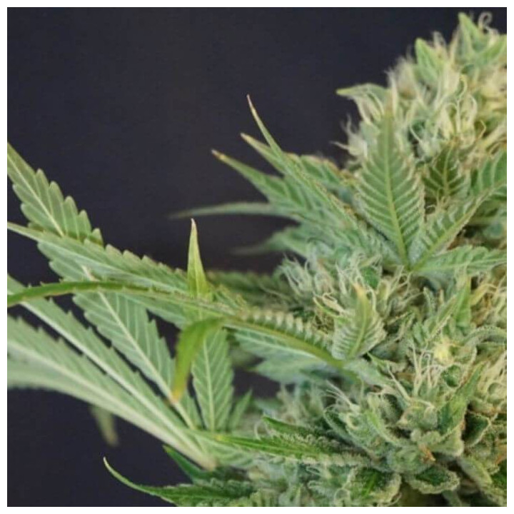 Chemodo Dragon (Colorado Seed Inc)