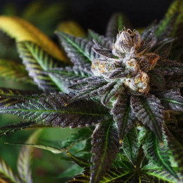 Krishna Kush (Colorado Seed Inc)