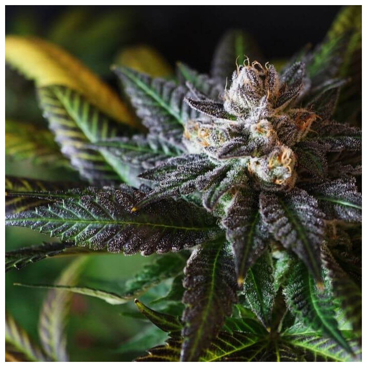 Krishna Kush (Colorado Seed Inc)