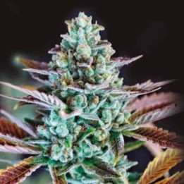 Gupta Kush (Colorado Seed Inc)
