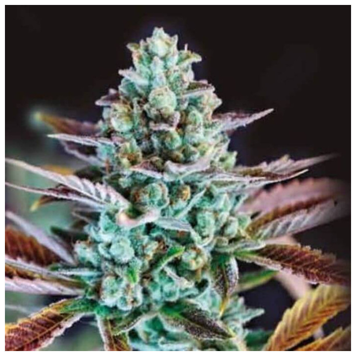 Gupta Kush (Colorado Seed Inc)