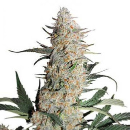 Critical Orange Punch (Dutch Passion)