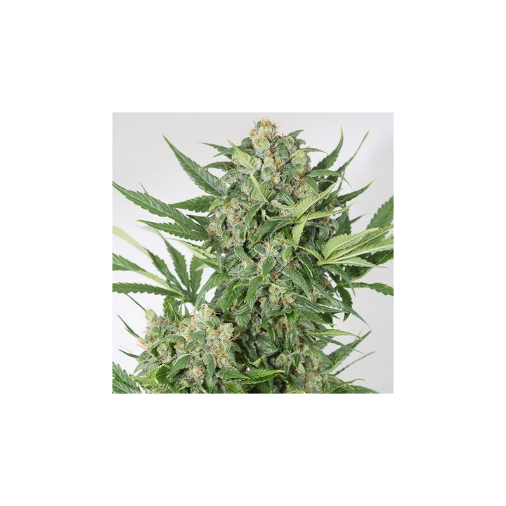 Amnesia XXL Auto (Dinafem)
