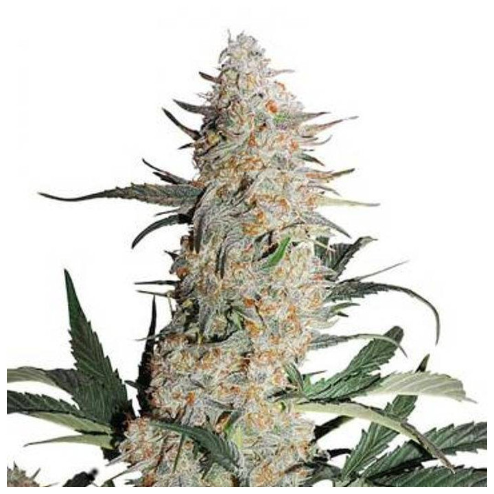 Auto Critical Orange Punch (Dutch Passion)