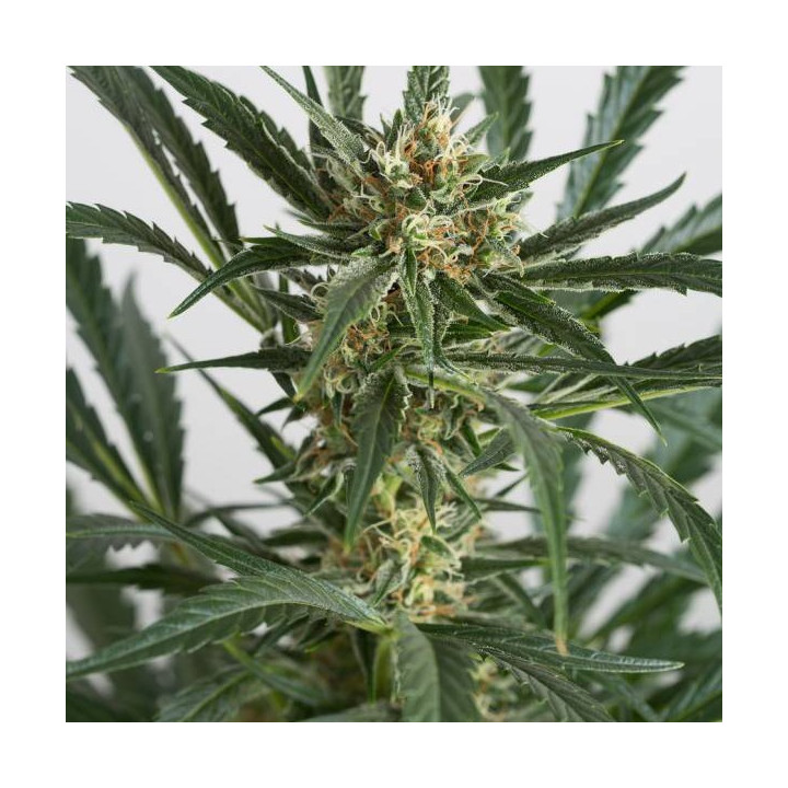 Amnesia XXL Auto (Dinafem)