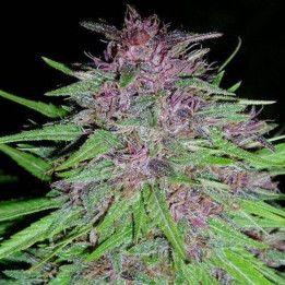 ErdPurt Feminizada (Ace Seeds)