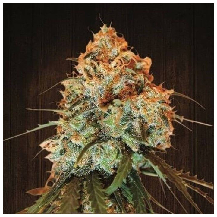 Golden Tiger Feminizada (Ace Seeds)